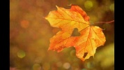 AutomneFF.mp4