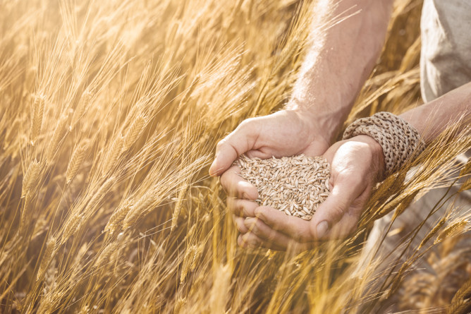 11 Quand notre alimentation dépendait du seigle et du blé que nous produisions localement ...