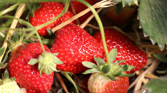 Les fraises de Wépion bientôt produite par la  serre maraichère citoyenne de Cros