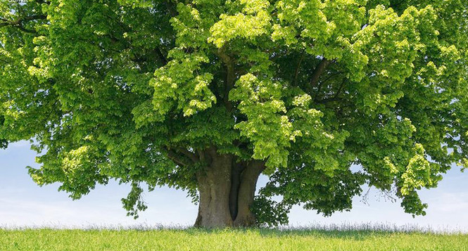 H, P& T : Invitation au Pique Nique d'été le 10 Aout à Cros H, P& T : Invitation au Pique Nique d'été le 10 Aout à Cros