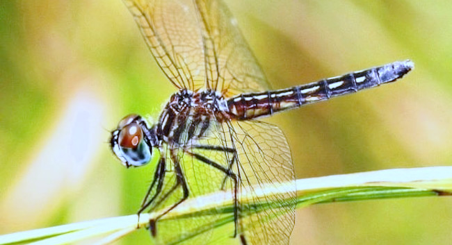 29. Vivre avec les insectes 29. Vivre avec les insectes