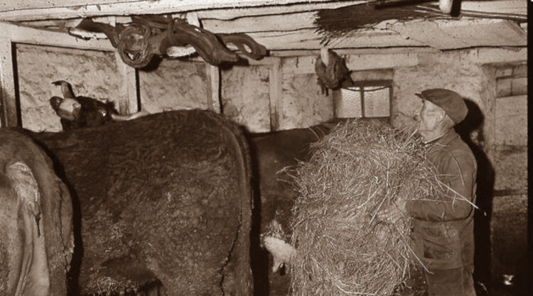 44. Hivernage des troupeaux