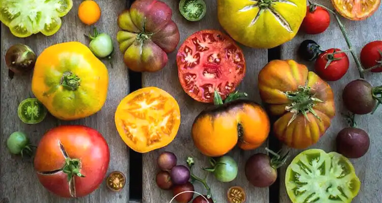 Des légumes qui ont le gout du vrai a la serre maraichère citoyenne