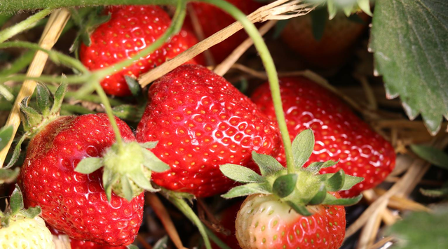 Les fraises de Wépion bientôt produite par la  serre maraichère citoyenne de Cros