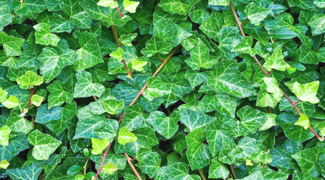 Le meilleur ami de l’homme : le lierre Le meilleur ami de l’homme : le lierre