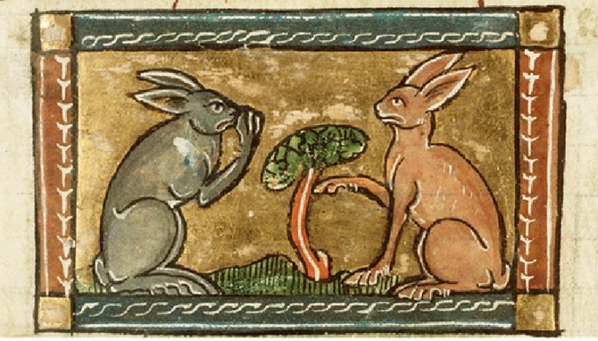 35. Civilisation du lapin !