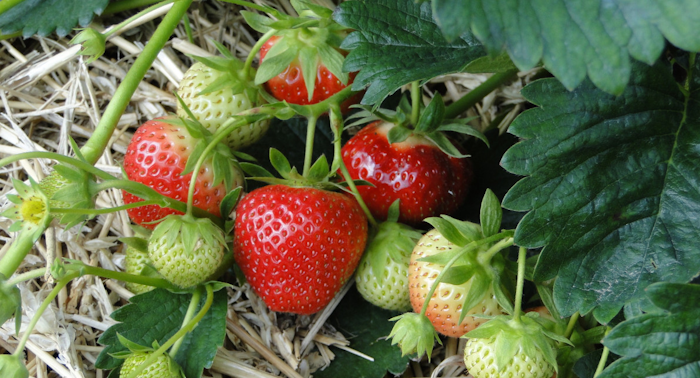 Vente de plans de fraisiers à la Serre Artensia