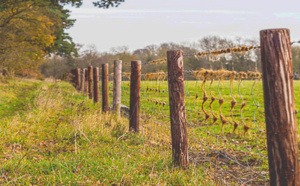5. Rêverie d'un promeneur dans les campagnes clotûrées ...