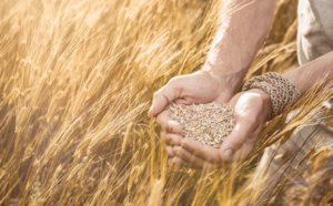 10 Quand notre alimentation dépendait du seigle et du blé que nous produisions localement ...