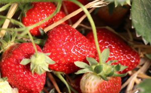 Les fraises de Wépion bientôt produite par la  serre maraichère citoyenne de Cros