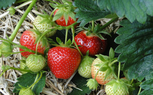 Vente de plans de fraisiers à la Serre Artensia