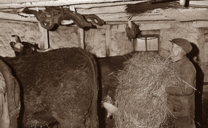 44. Hivernage des troupeaux