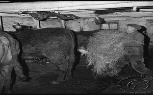 44. Hivernage des troupeaux