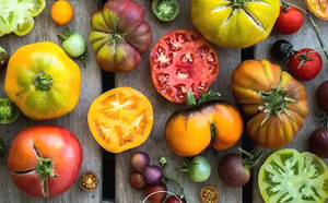 Des légumes qui ont le gout du vrai a la serre maraichère citoyenne